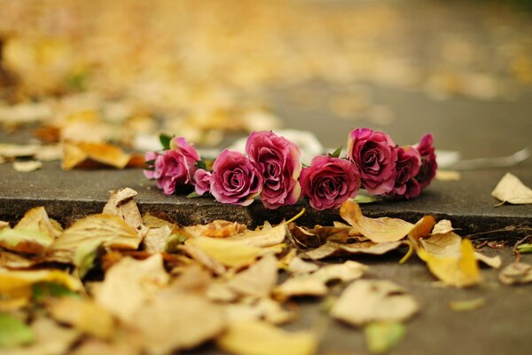 Roses sur l asphalte avec des feuilles mortes