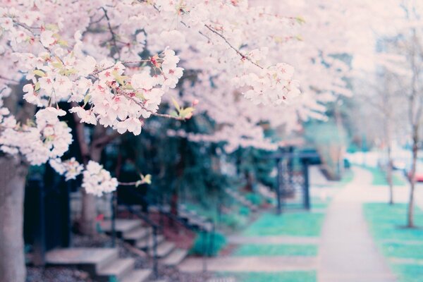 Flowering trees on the background of houses