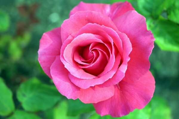 Macro d une rose tendre épanouie