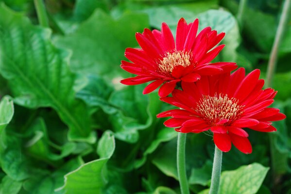 Flores rojas en el césped verde