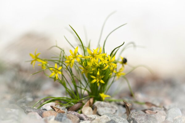 Las flores amarillas crecen en las piedras