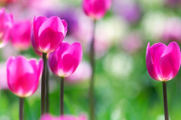 Champ de tulipes sur fond flou