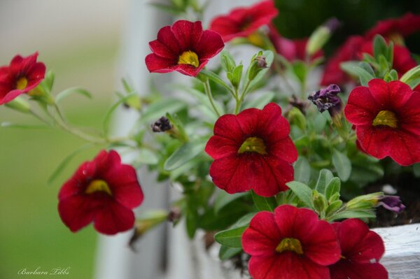 Fotografía macro de Petunia roja