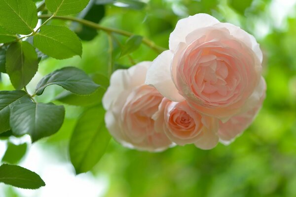 Gros plan de bourgeons rose pâle