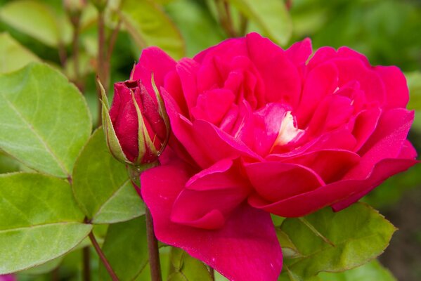 Die blühende Rose ist eine sehr schöne, große und gewichtige Knospe