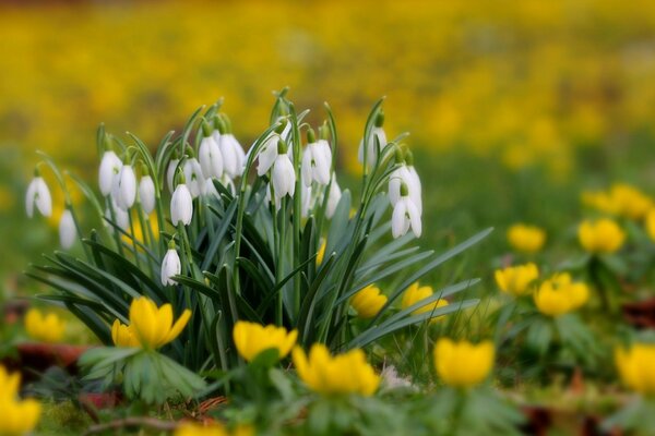 Pétalos de campanillas de nieve en el césped verde