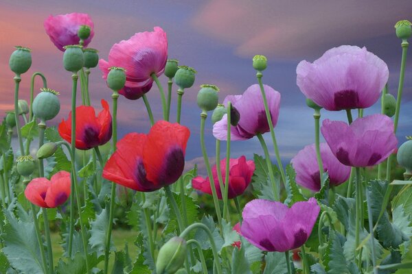 Red and pink blooming poppies