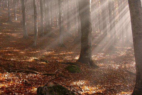 Herbstlaub von Bäumen im Wald gefallen