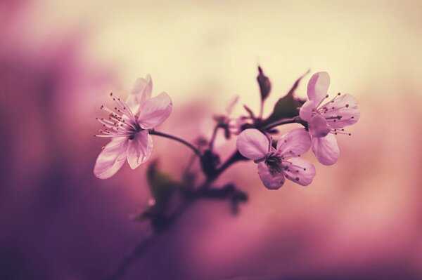 Delicadas flores Lilas. Flores de cerezo. Macro. Fondo borroso