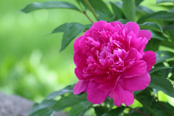 Pétales de pivoine en fleurs sous le gros plan