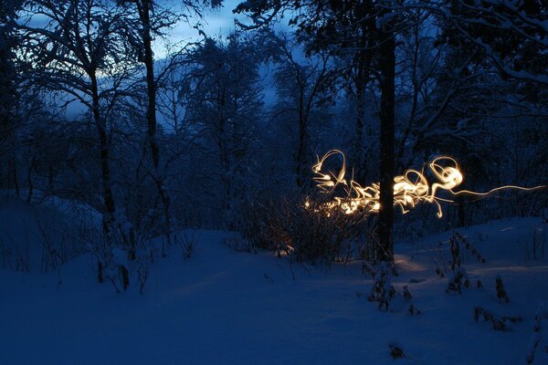 Hermoso bosque cubierto de nieve en el crepúsculo