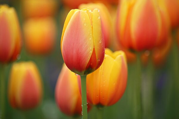 Tulipanes naranjas. Parterres de flores