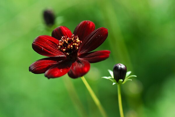 Brote y flor roja floreciente