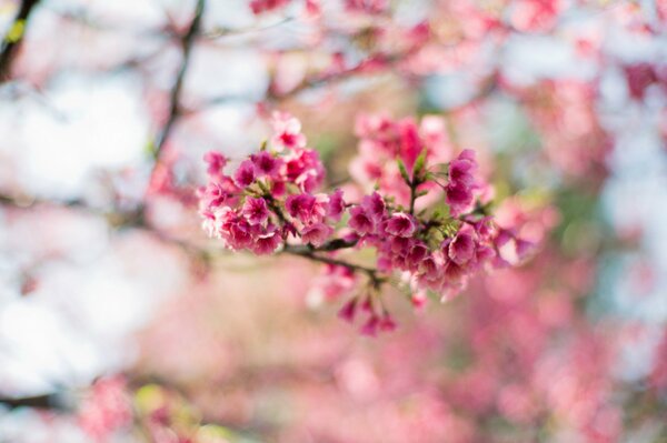 Floraison printanière d une branche de Sakura