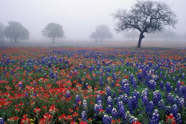 Nebbia su un campo di fiori. Alberi nella nebbia