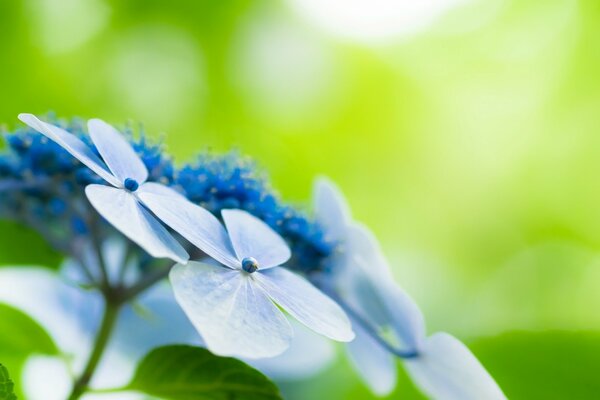 Bellissimi fiori di Prato Blu