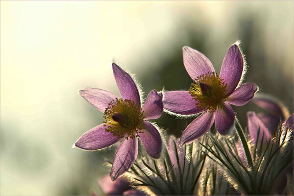 Schönes Foto von Wildblumen