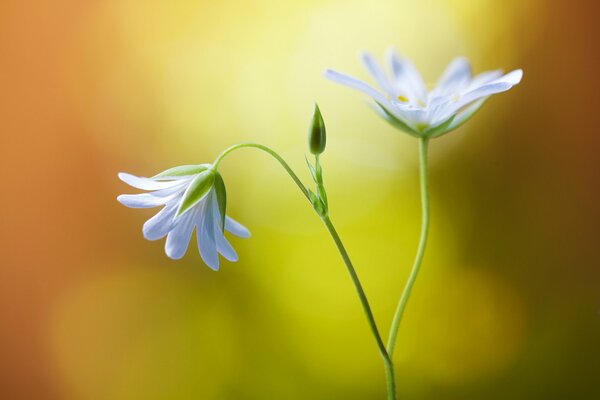 Petites fleurs blanches poussent dans le sol