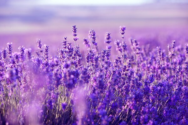 Lavender field with blurred background