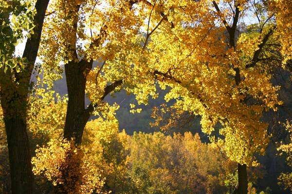 Nature automnale avec des feuilles jaunes