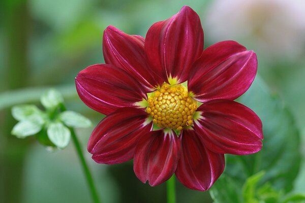 Dahlien-Makro mit rosa Blütenblättern