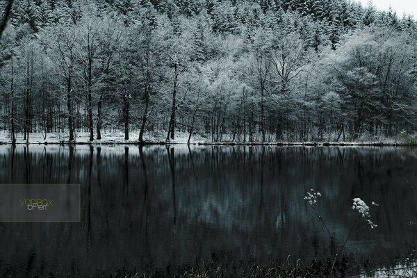 A lake among snow-covered trees