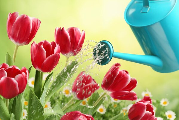 Tulipes rouges et marguerites blanches dans le jardin. Un arrosoir bleu. Fond vert