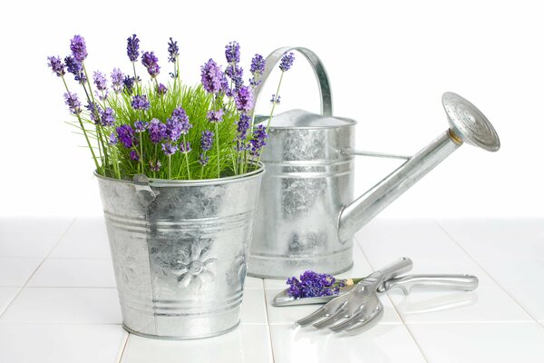 Hermosa decoración de flores de lavanda en un cubo con una regadera en el fondo