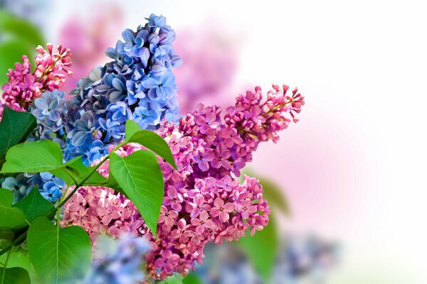 Inflorescence printanière de lilas dans le jardin