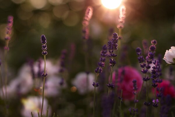 Flor en el campo en el amanecer de verano