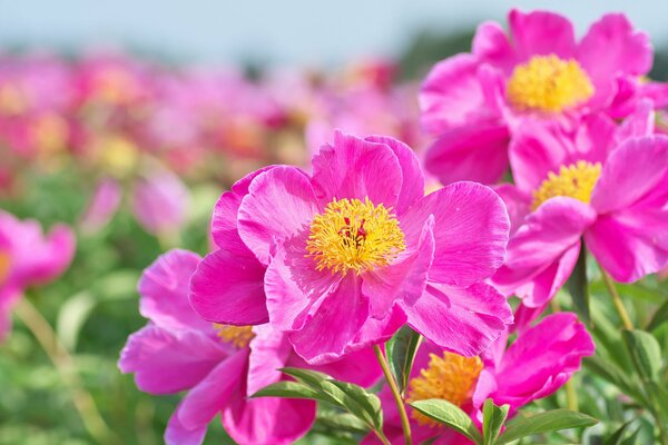 Macro photo with peony petals