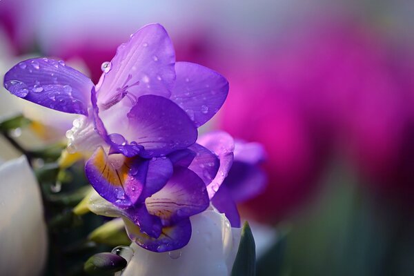 Fleurs violettes sur fond de fleurs roses