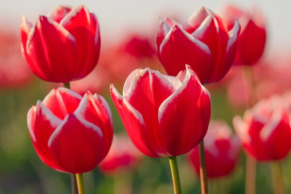 Hermosa foto de tulipanes en el Prado