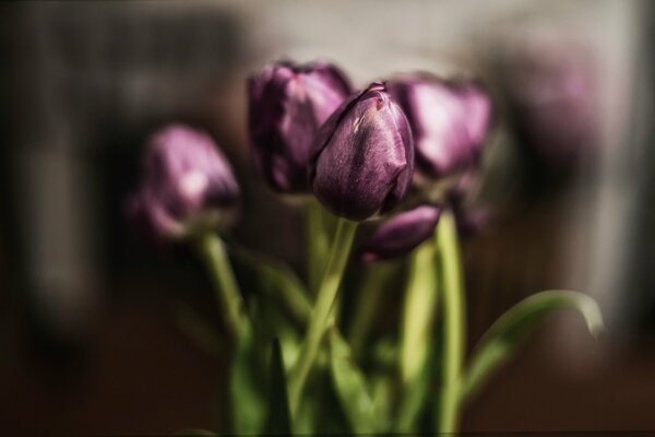 A small bouquet of purple tulips on a blurry background