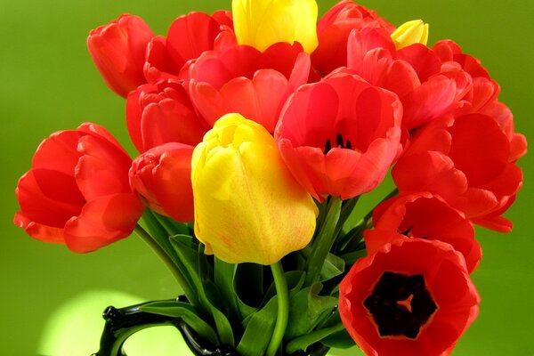 Bouquet lumineux de tulipes closeup