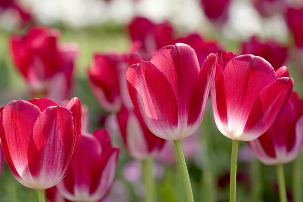 Pink and white tulips. Flowers