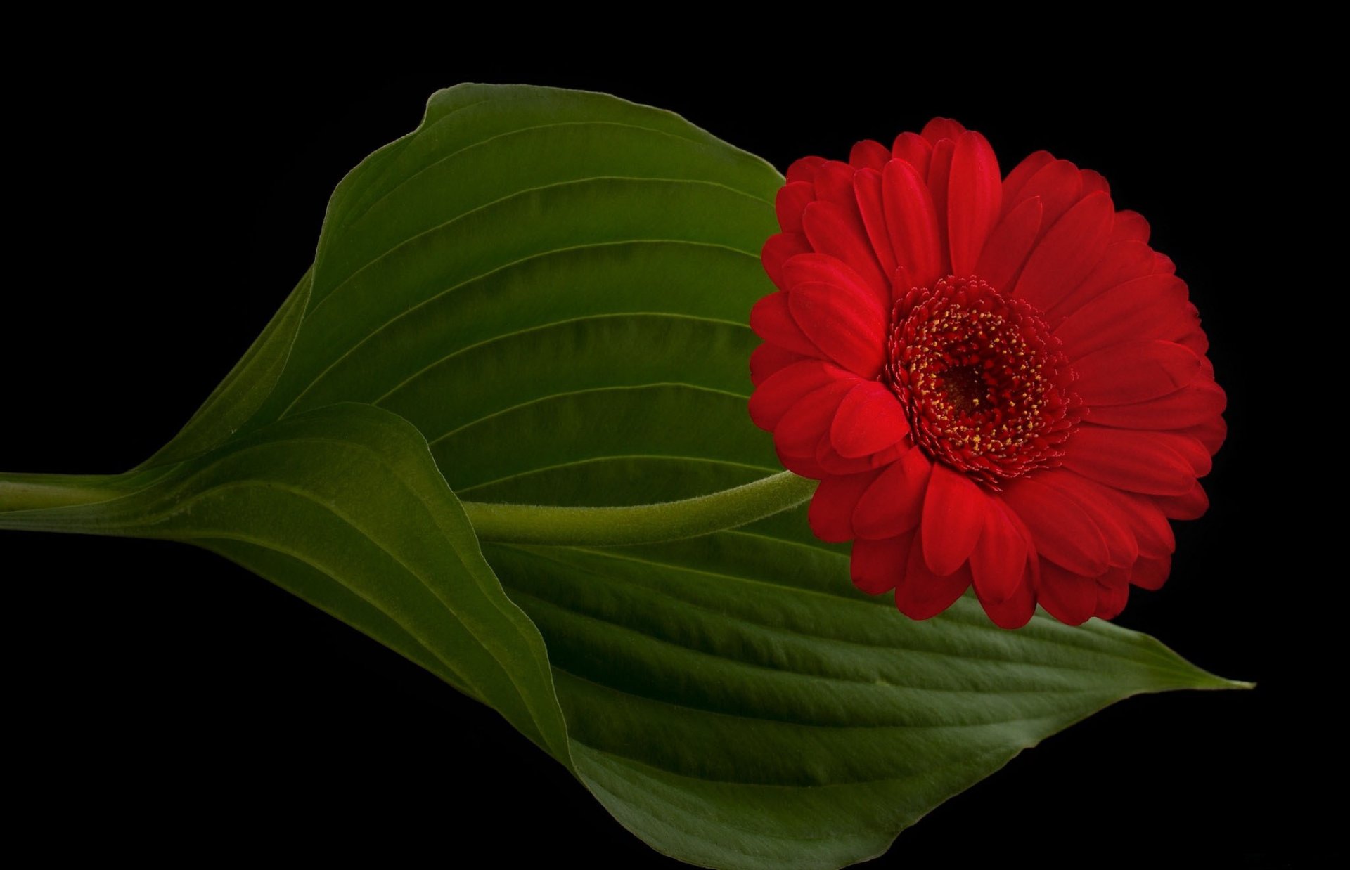 gerbera rosso petali gambo foglia