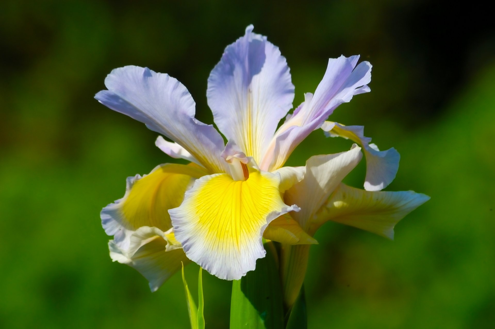 iris orque pétales gros plan