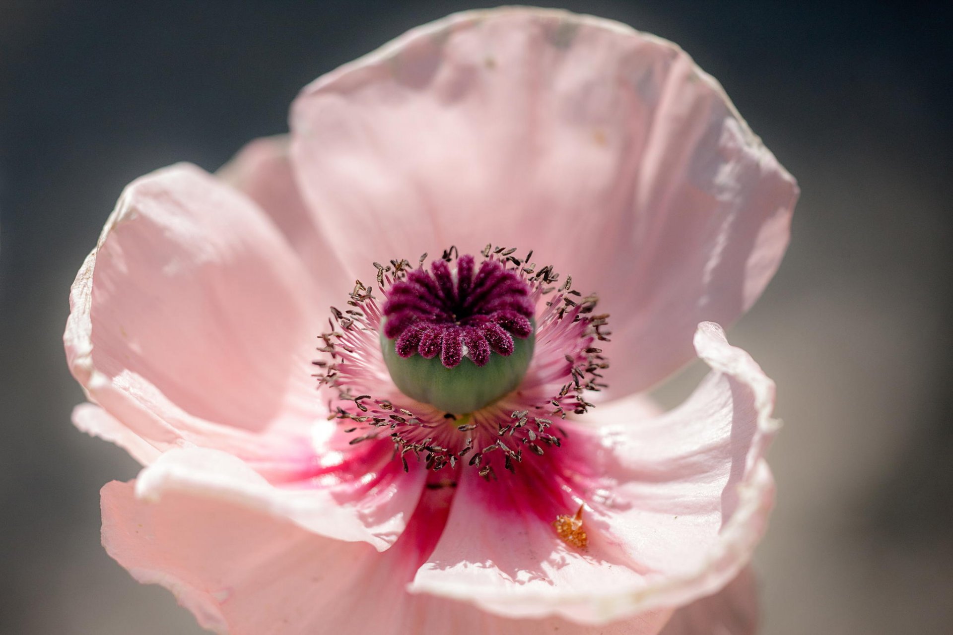 blume mohnrosa makro