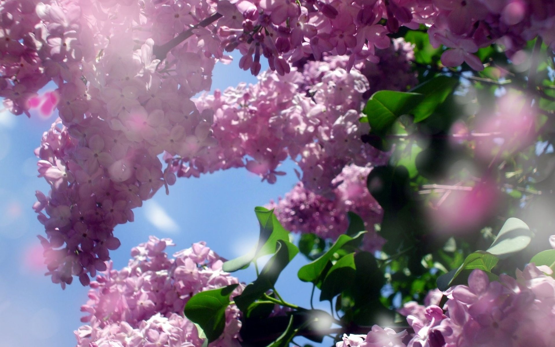 lilac spring wallpaper desktop table