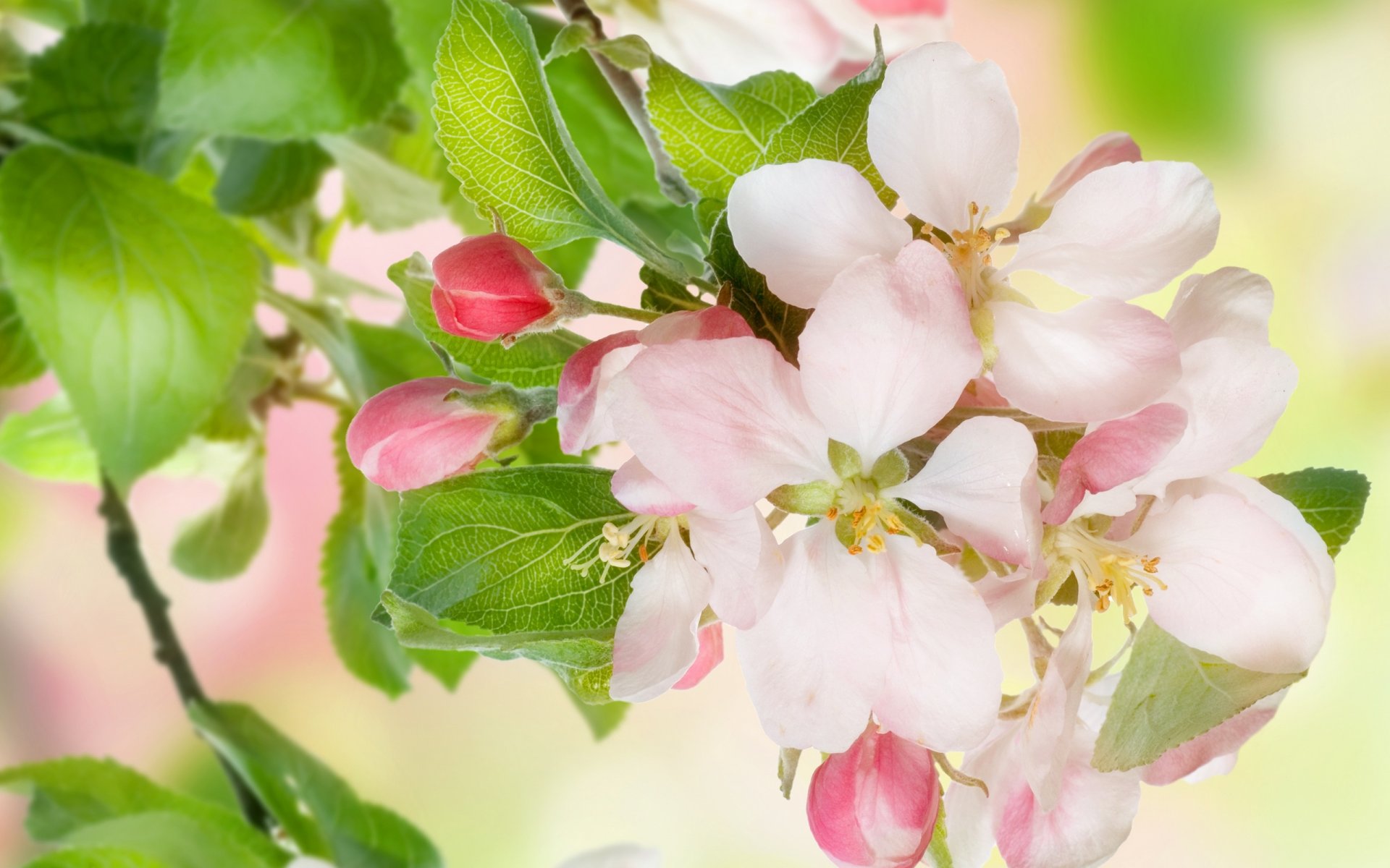 primavera fiori melo concorso bianco rosa petali foglie bellezza primavera fioritura delicato bianco rosa boccioli