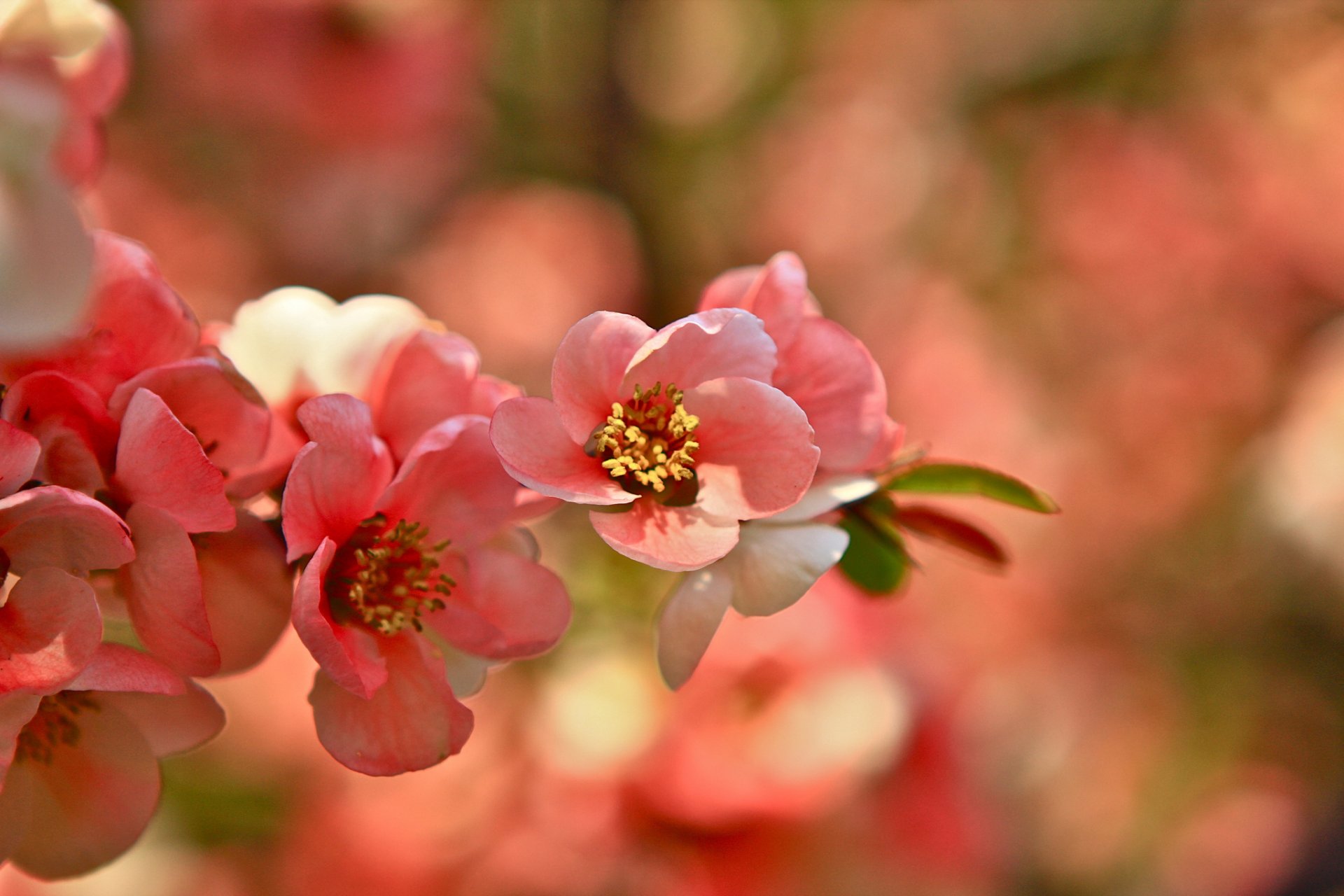 branche floraison sakura rose
