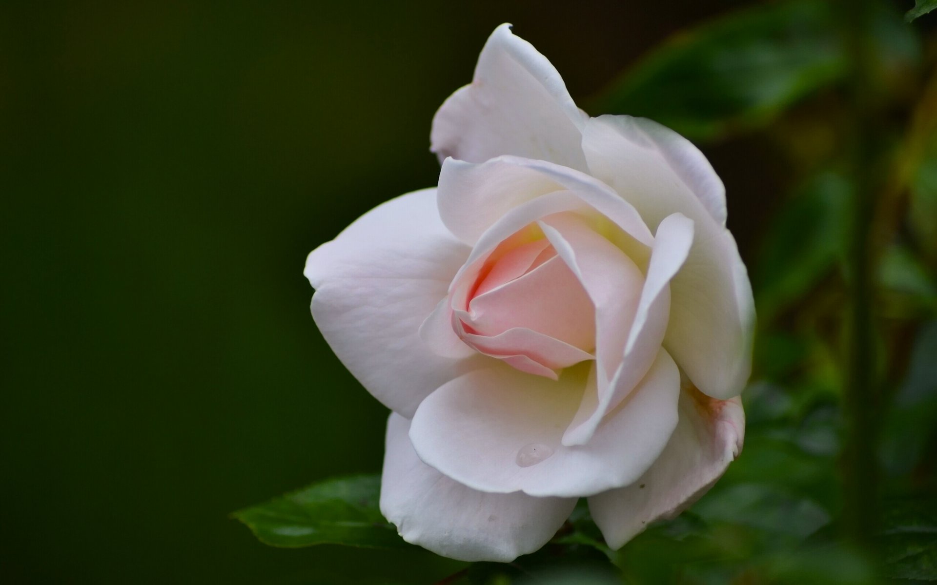 rosa brote pétalos macro
