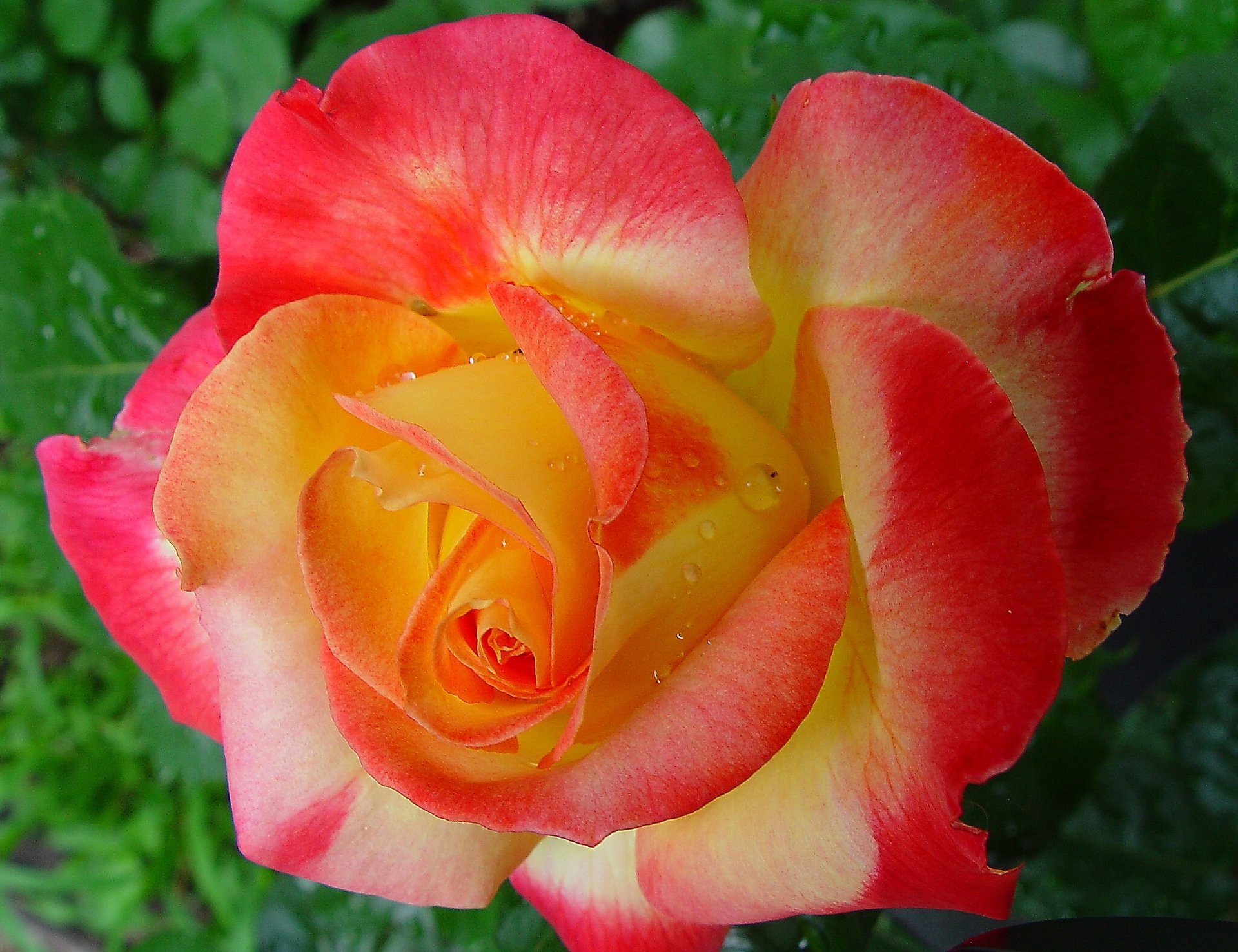 rosa bocciolo petali macro gocce