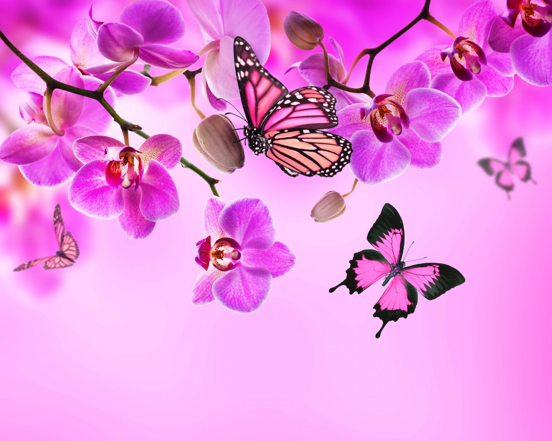 orchid pink flower flowers butterflies butterflie