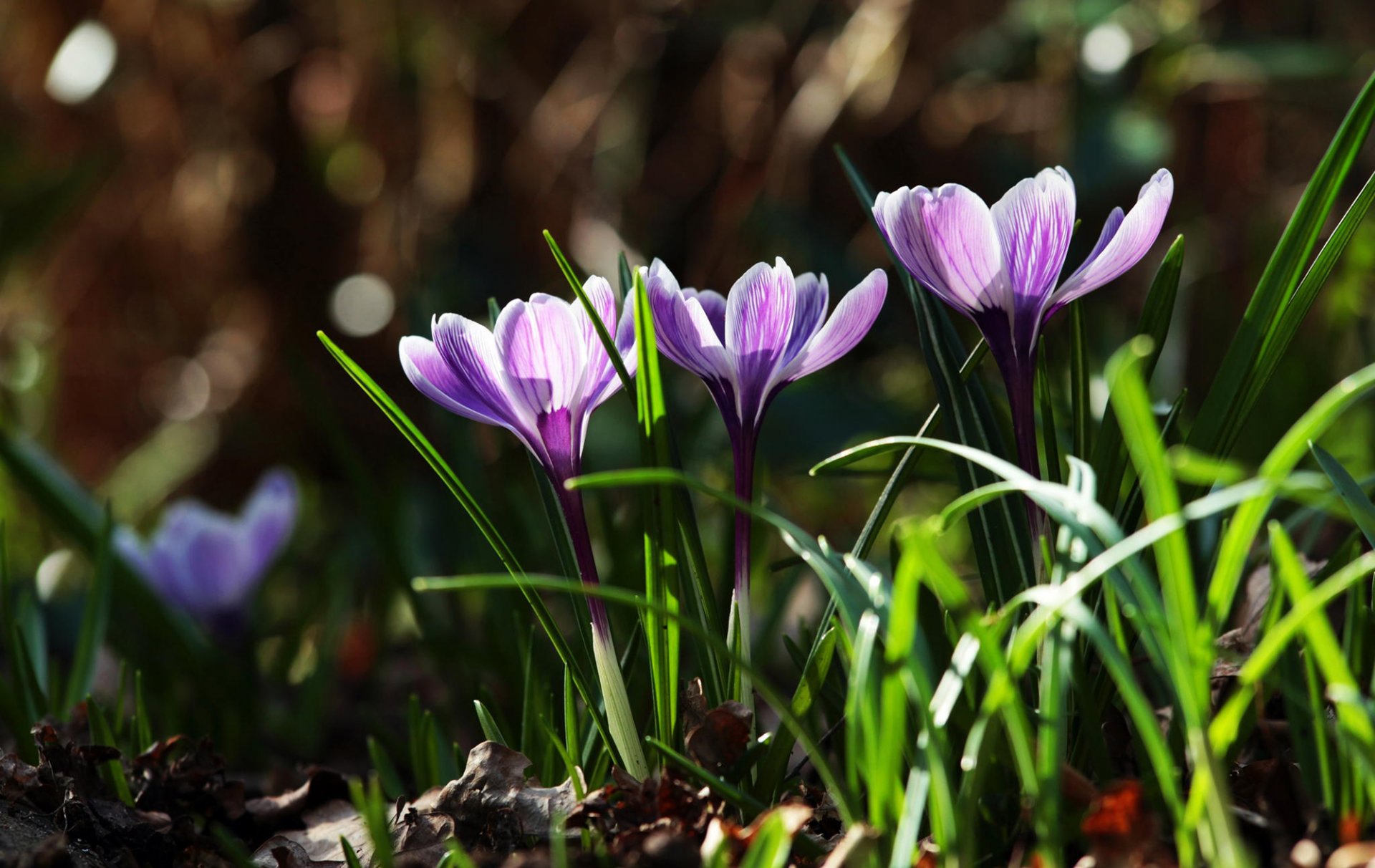 krokusse lila blumen primeln blätter gras natur frühling