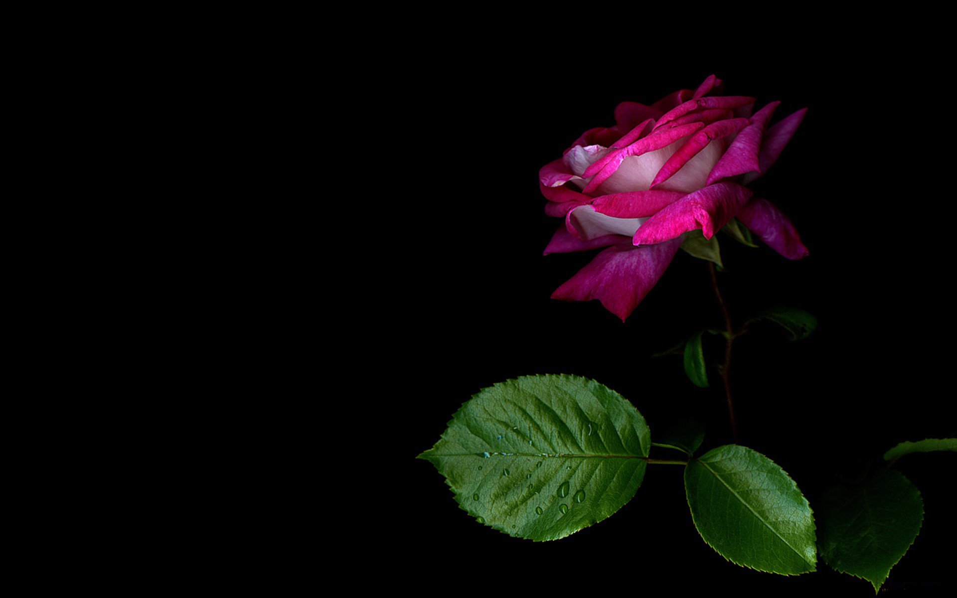 background rose petal