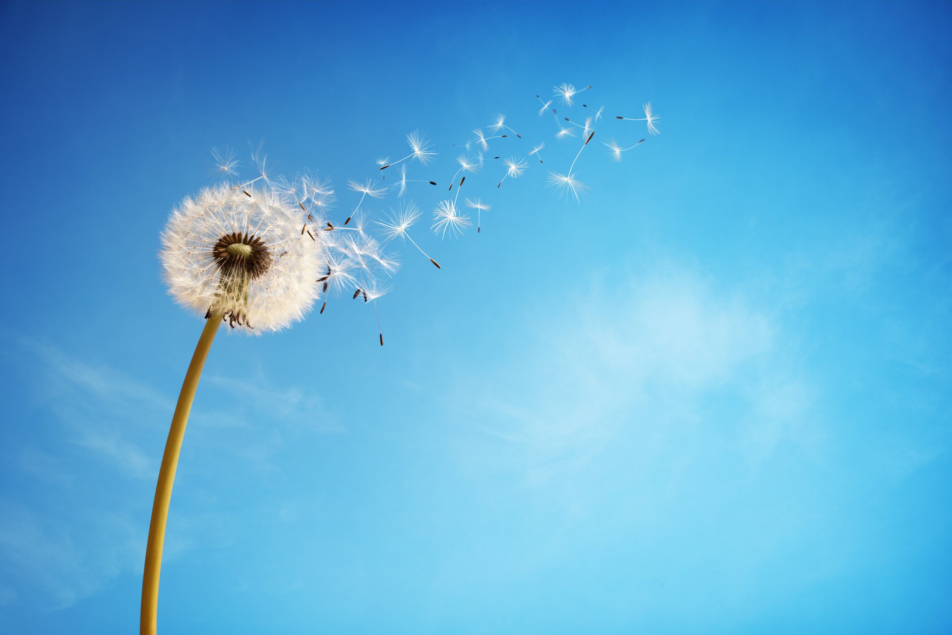 ky dandelion flower background