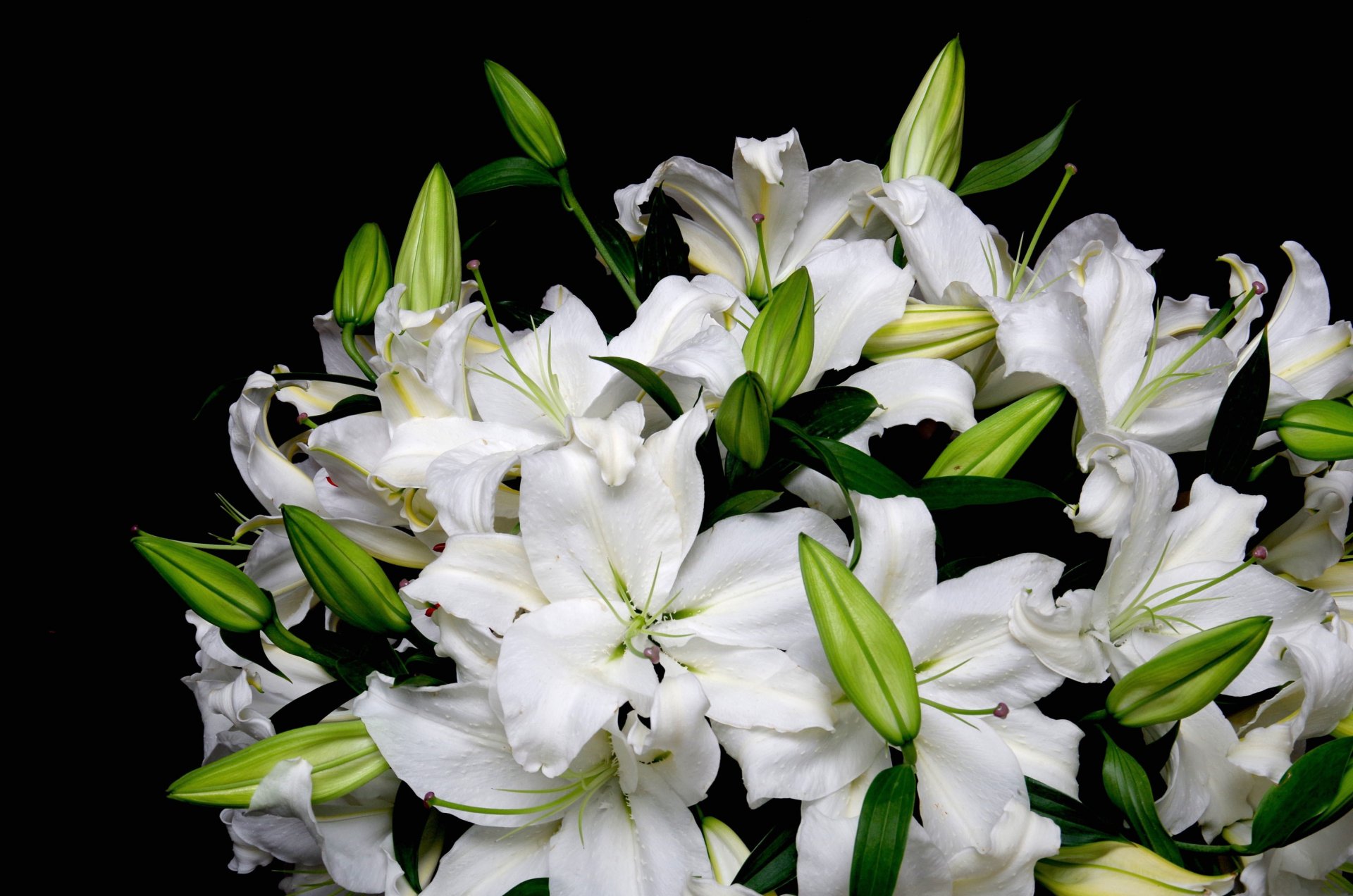 lilies white bouquet
