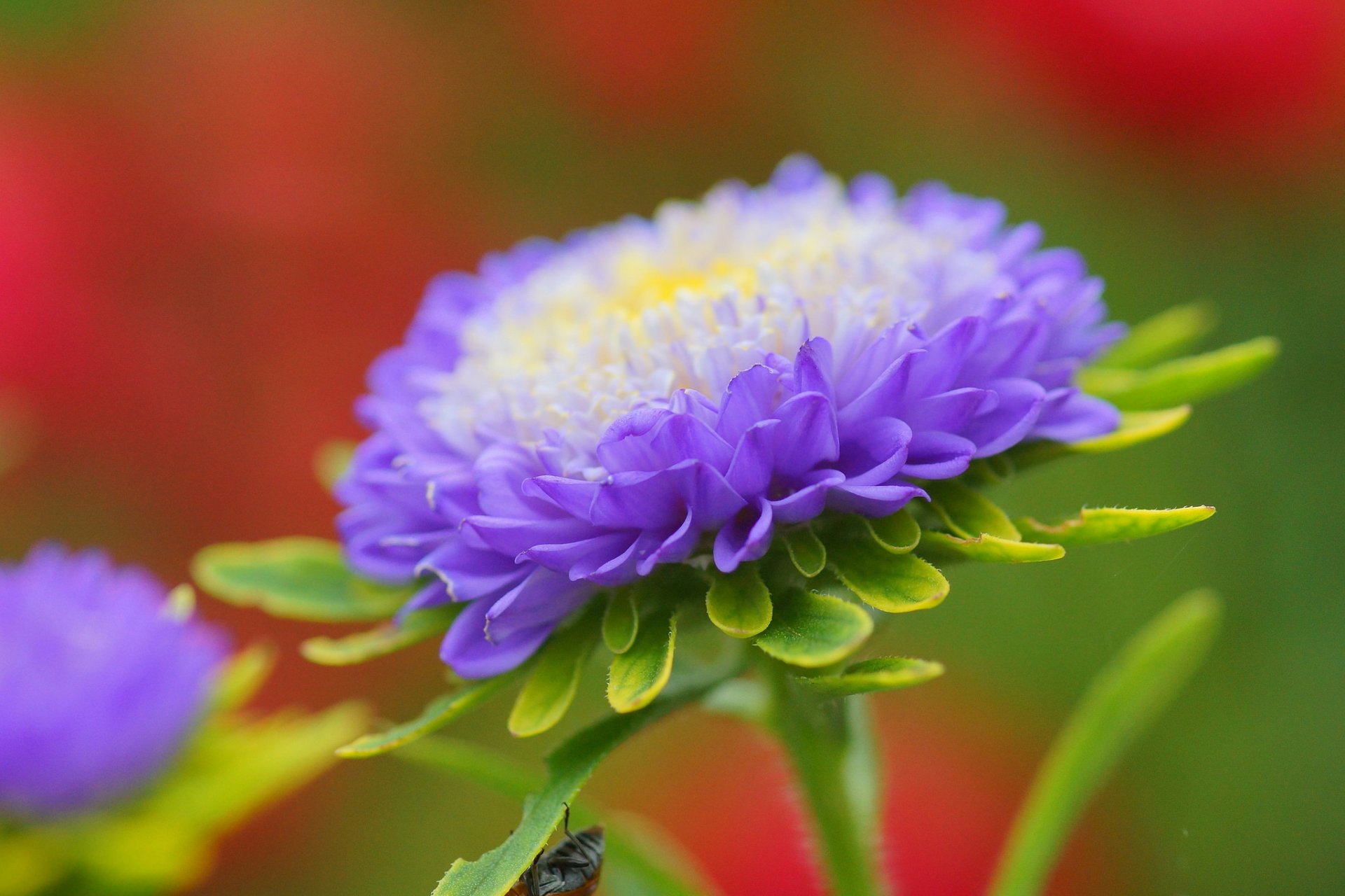 fiore aster viola